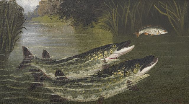 Knight A.R.  | Twee rovende vissen - snoek en voorn, olieverf op doek 45,5 x 81,6 cm, gesigneerd r.o. en zonder lijst