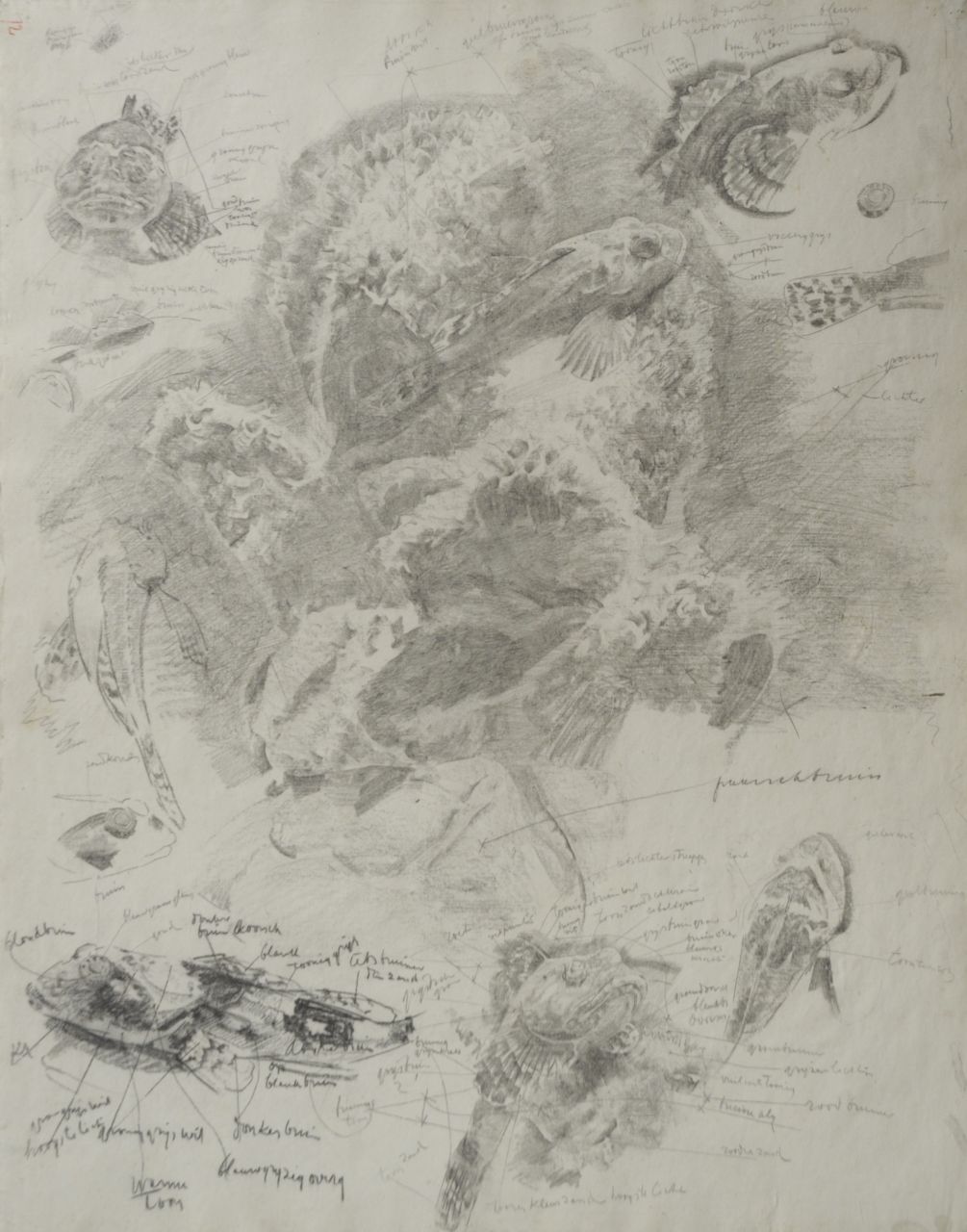 Dijsselhof G.W.  | Gerrit Willem Dijsselhof, Study of red gurnards in an aquarium, Schwarze Kreide auf Papier 53,0 x 42,3 cm
