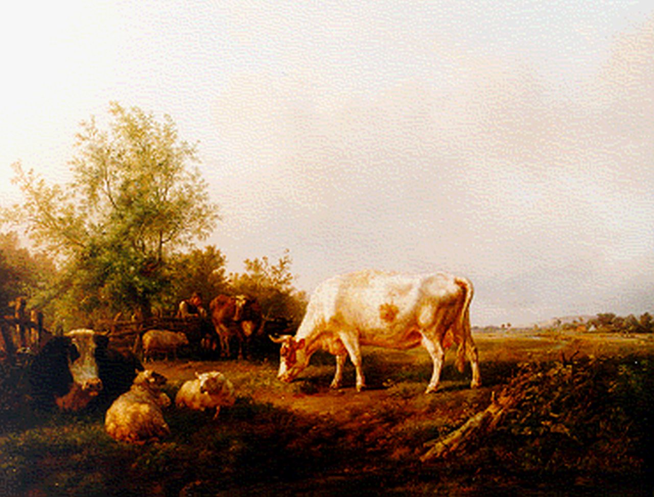 Tom J.B.  | Jan Bedijs Tom, Cows in summer landscape, Öl auf Leinwand 79,5 x 100,3 cm, signed l.l.