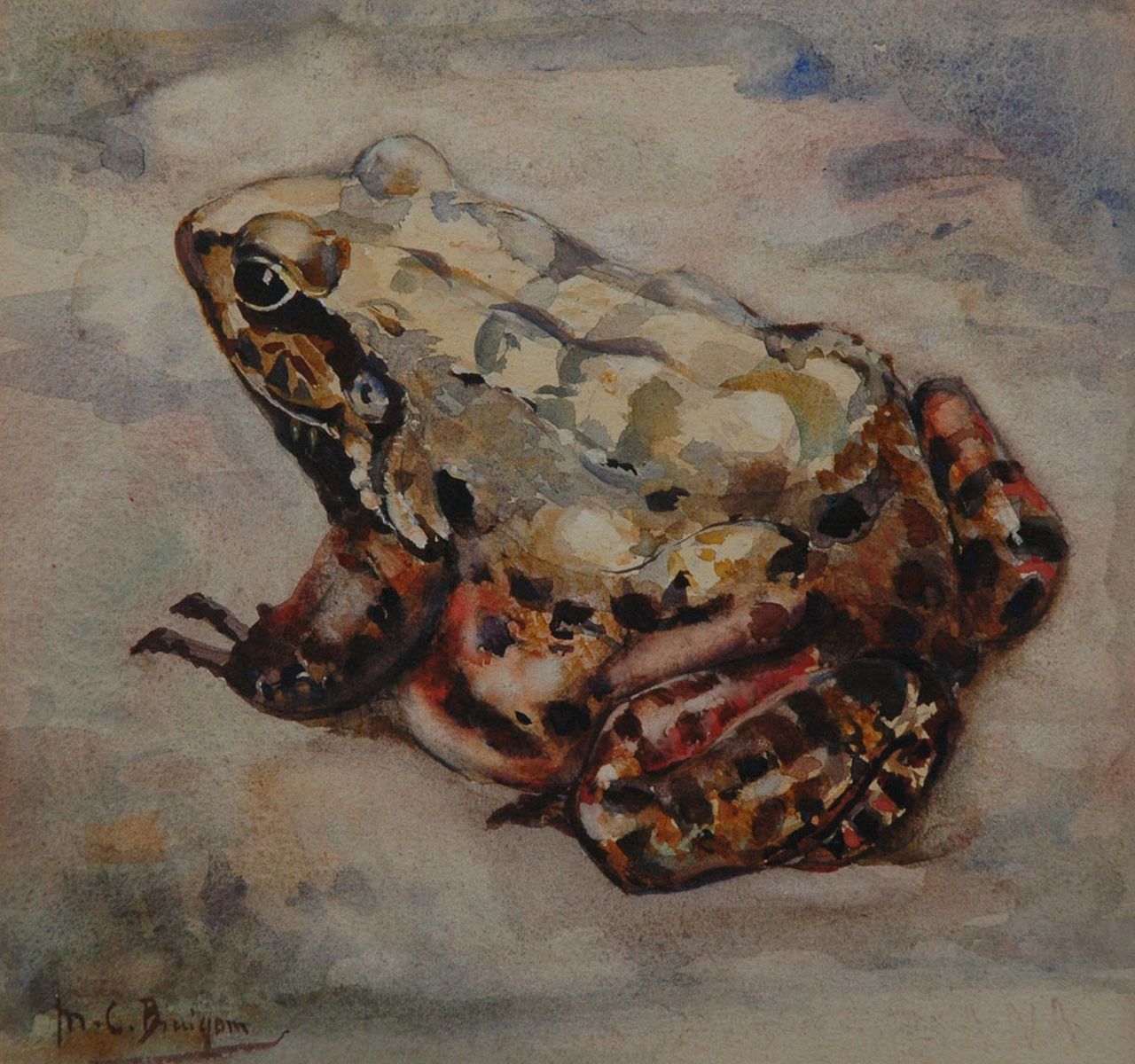 Bruigom M.C.  | Margaretha Cornelia 'Greta' Bruigom, A bullfrog, Aquarell auf Papier 18,9 x 19,8 cm, signed l.l.