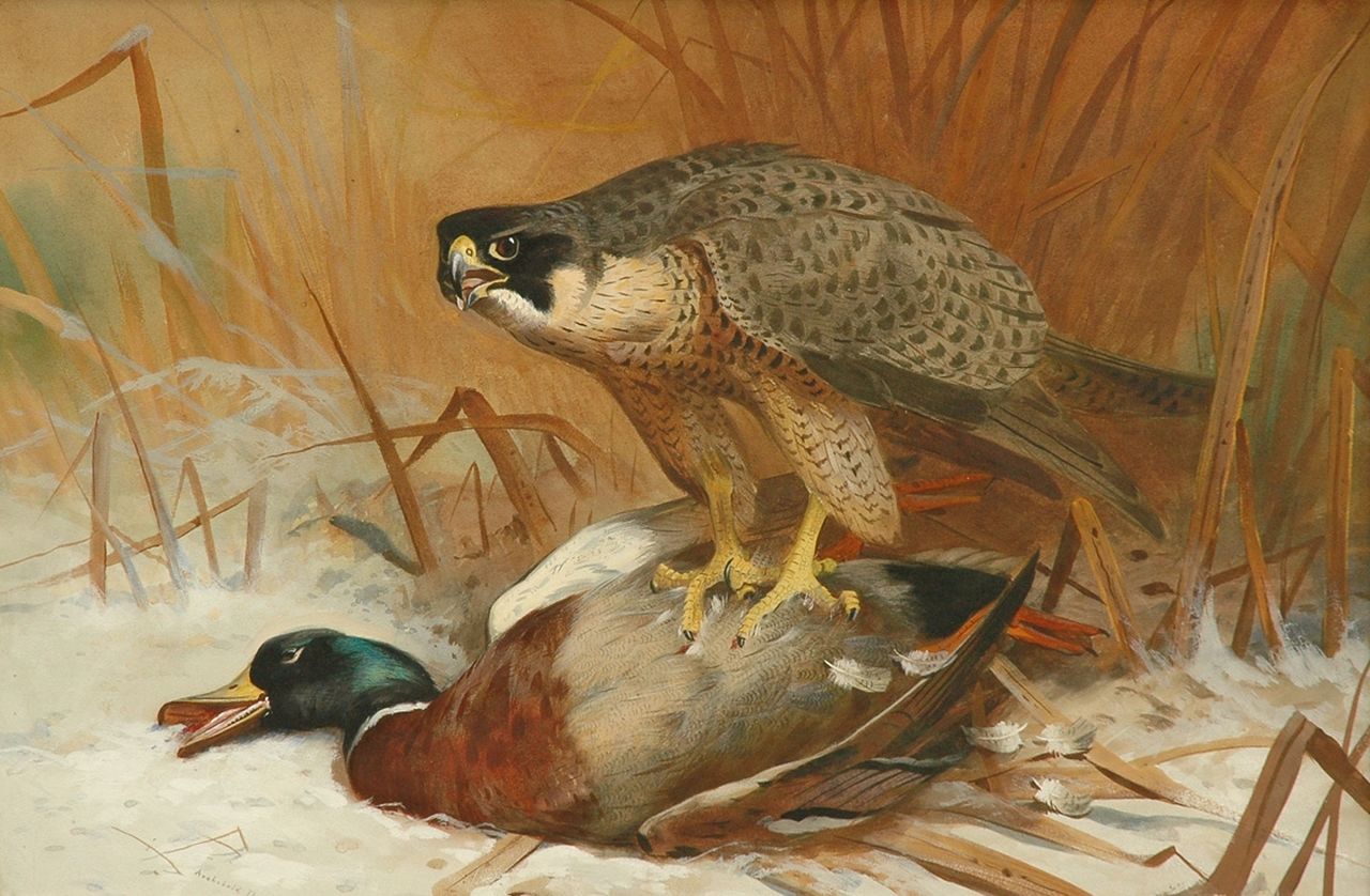 Thorburn A.  | Archibald Thorburn, A hawk and a wild duck, Aquarell und Gouache auf Papier 47,8 x 71,0 cm, signed l.l. und dated 1898