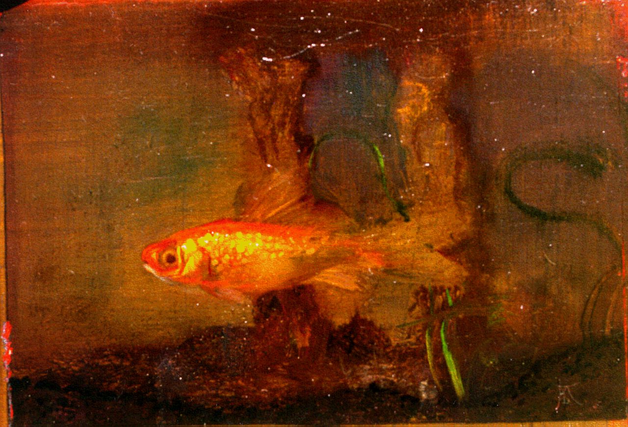 Kooij J.I.H. van der | Johannes Ignatius Henri van der Kooij, Goldfish, Öl auf Holz 8,6 x 11,8 cm, signed l.r. with monogram