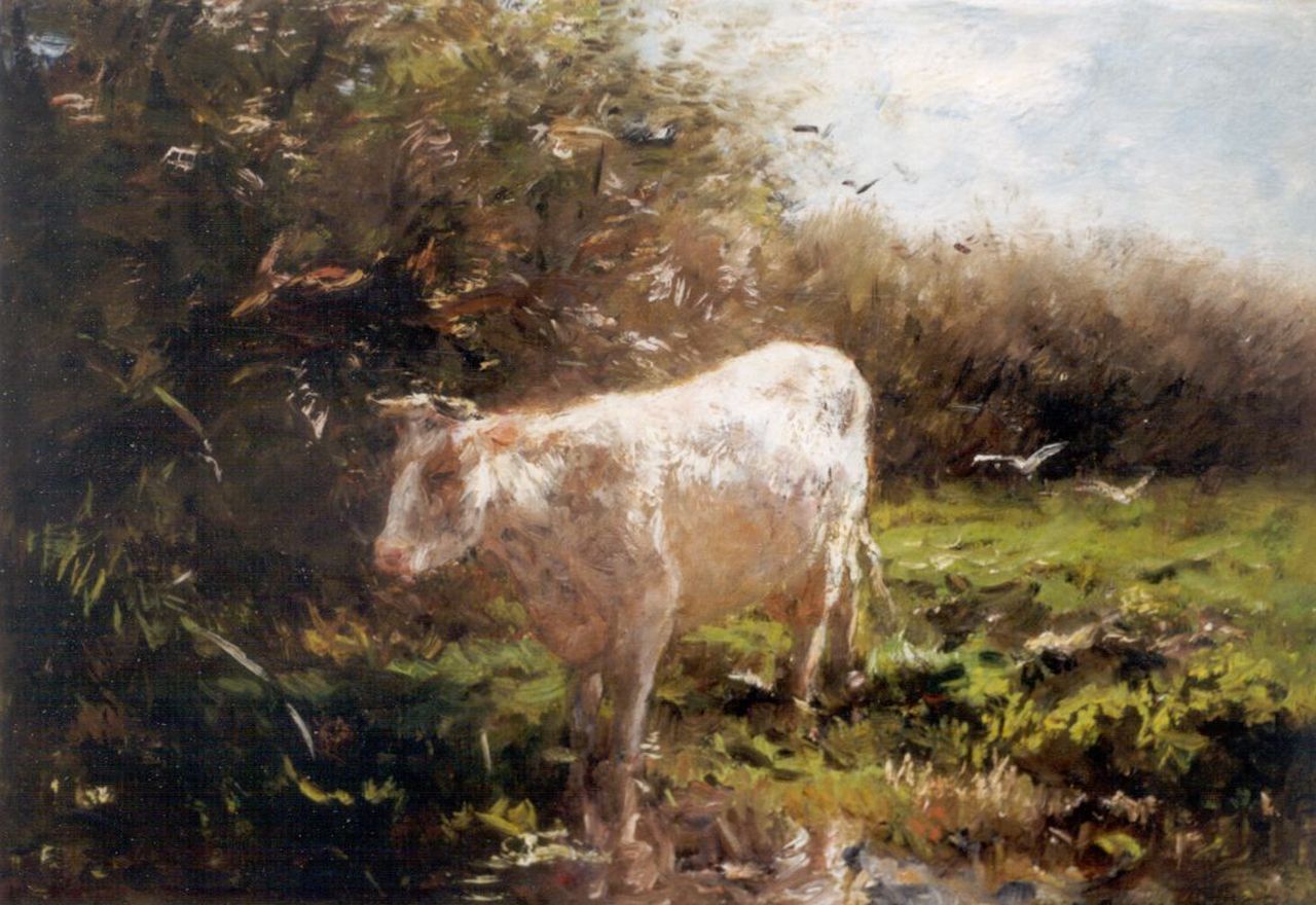 Maris W.  | Willem Maris, Watering cow, Öl auf Leinwand 45,3 x 60,4 cm, signed l.r.