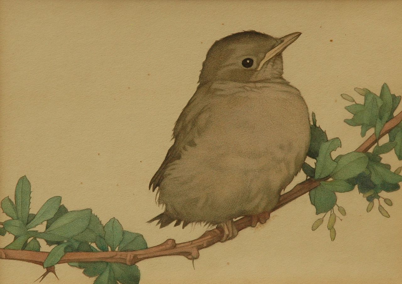 Heil C.E.  | Charles Emile Heil, A young catbird on a branch, Bleistift und Aquarell auf Papier 20,2 x 24,3 cm, signed u.l.