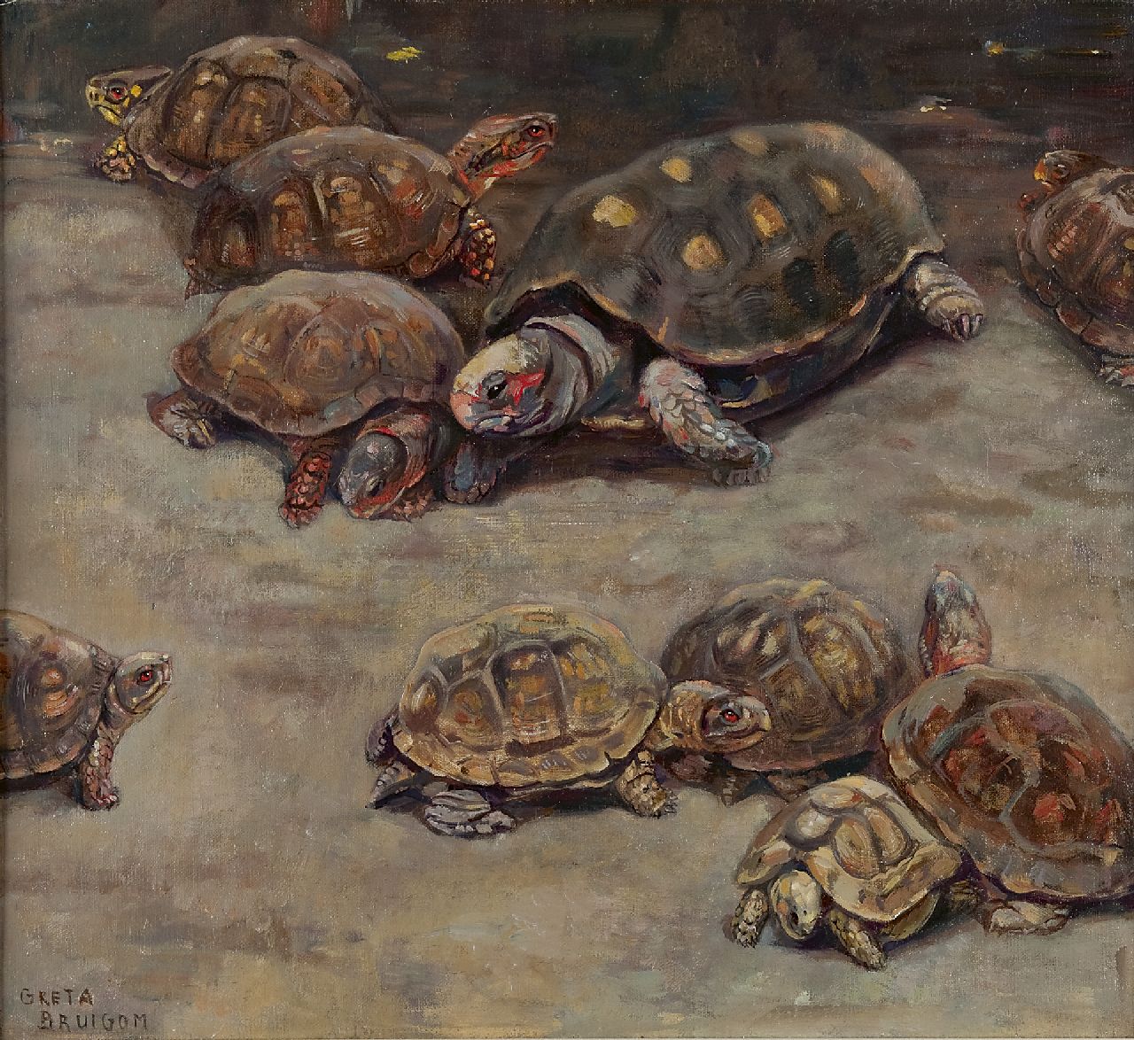Bruigom M.C.  | Margaretha Cornelia 'Greta' Bruigom, Turtles, Öl auf Leinwand 47,7 x 52,5 cm, signed l.l.