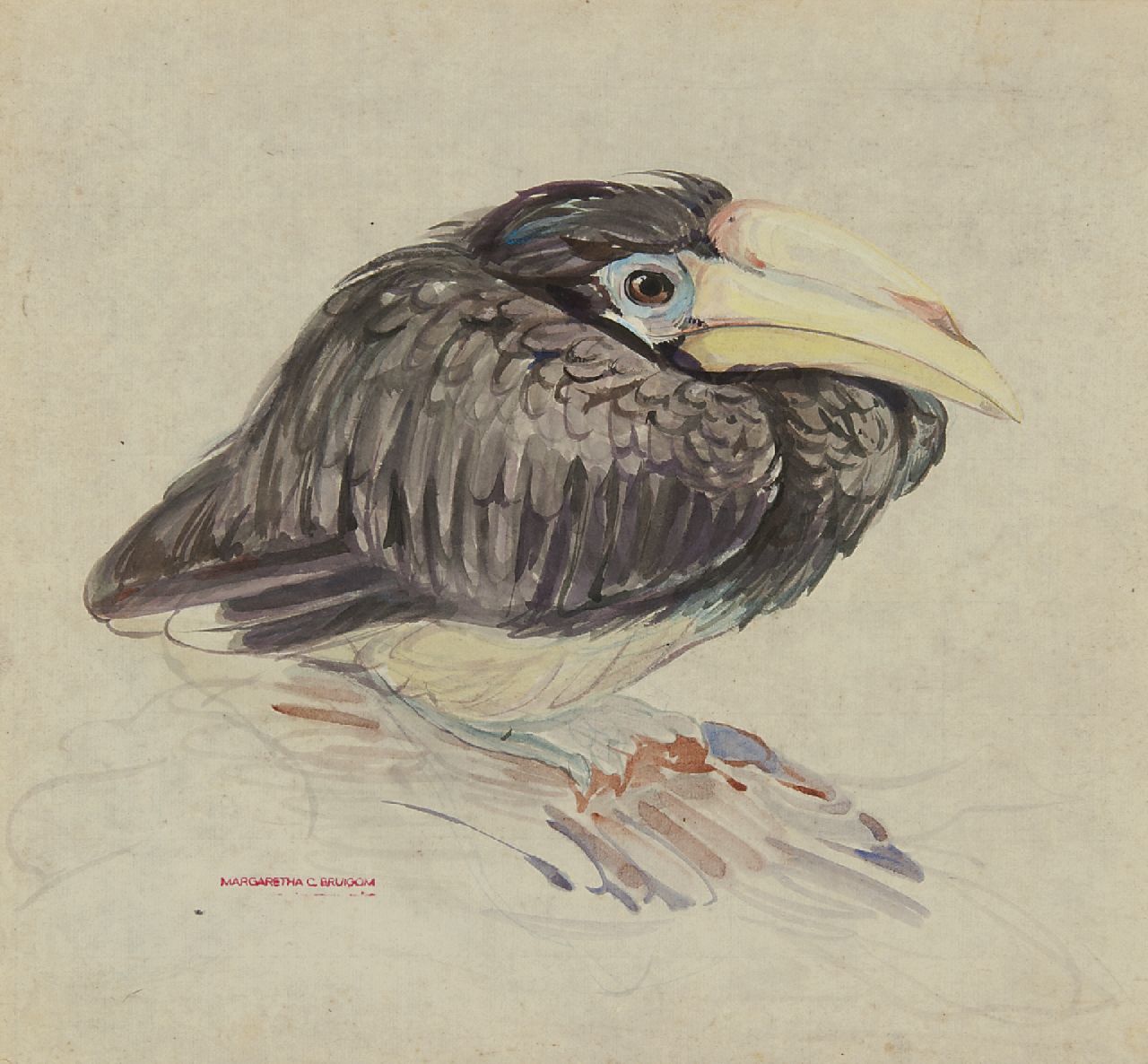 Bruigom M.C.  | Margaretha Cornelia 'Greta' Bruigom, Ein junger Nashornvogel, Aquarell auf Papier 32,4 x 35,5 cm, Unterzeichnet l.u. mit Namenstempel