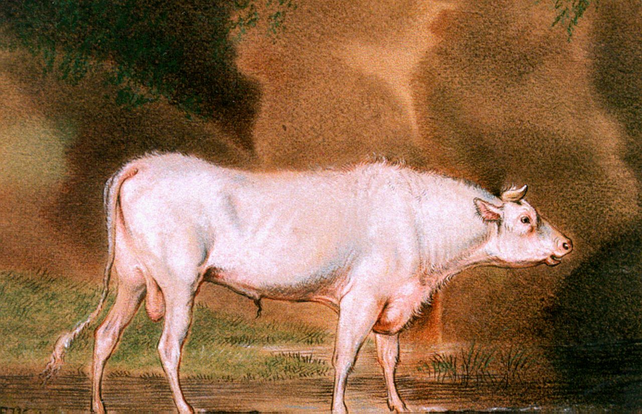 Verboeckhoven E.J.  | Eugène Joseph Verboeckhoven, A white bull, Pastell auf Papier 13,3 x 18,5 cm, signed l.l. with monogram und dated 1816