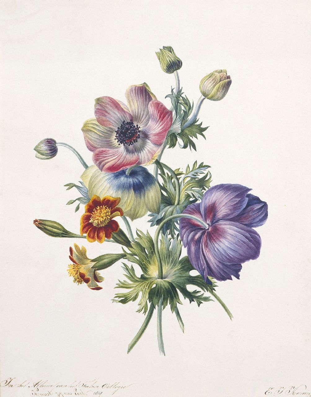Koning E.J.  | Elisabeth Johanna Koning, A study of anemones, Aquarell auf Papier 32,2 x 25,6 cm, signed l.r. und dated 1847