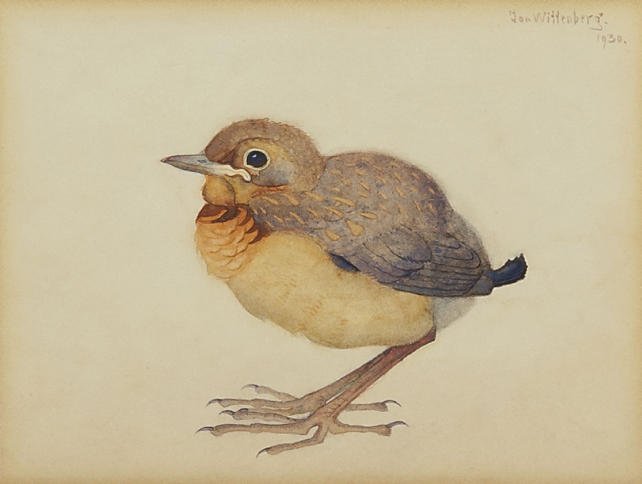 Wittenberg J.H.W.  | 'Jan' Hendrik Willem Wittenberg, Junge Amsel, Aquarell auf Papier 13,3 x 18,3 cm, Unterzeichnet r.o. und datiert 1930