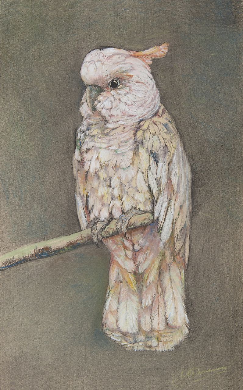 Pieneman J.H.  | 'Johanna' Hendrika Pieneman, Kakadu, Pastell auf Papier 49,4 x 31,7 cm, Unterzeichnet u.r.