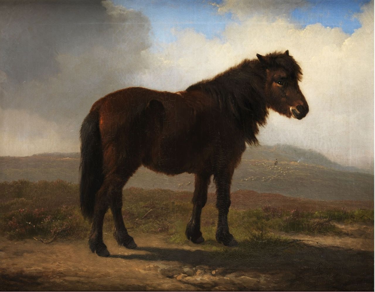 Verboeckhoven E.J.  | Eugène Joseph Verboeckhoven, Shetlandpony, Öl auf Leinwand 43,2 x 54,3 cm, Unterzeichnet u.R. und datiert 1870