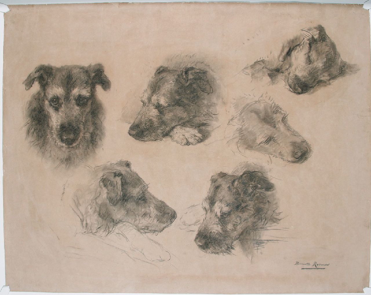 Ronner-Knip H.  | Henriette Ronner-Knip, Studien von einem Hund, Holzkohle  auf Papier 76,4 x 96,3 cm, Unterzeichnet u.r.