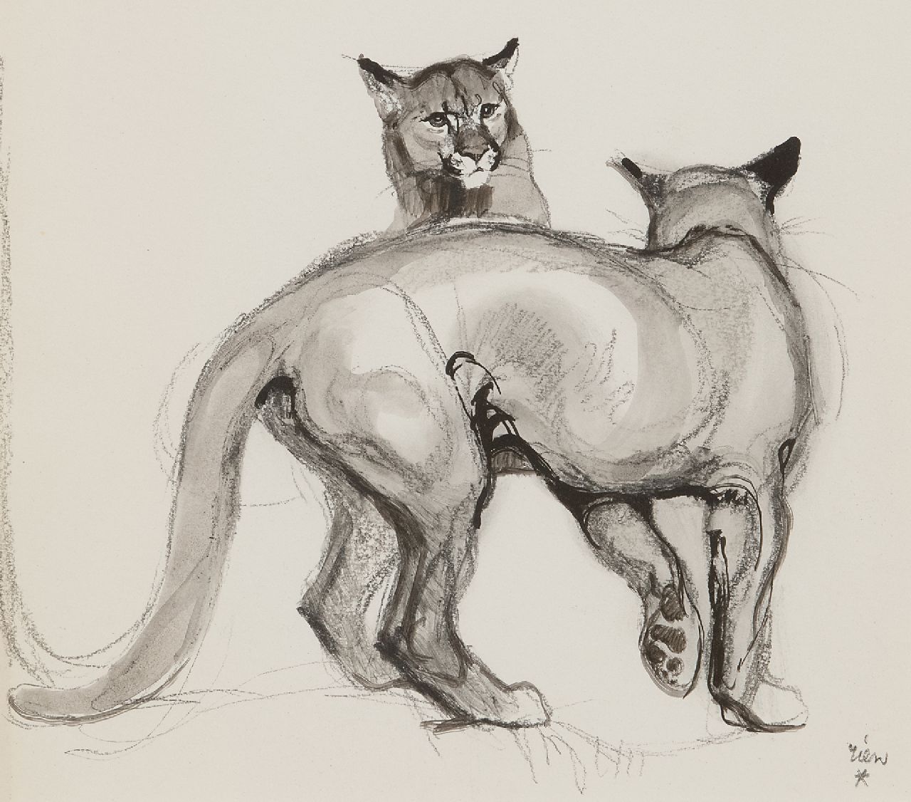 Rien Poortvliet | Panther spielend, Kreide und Ausziehtusche, 21,0 x 23,5 cm, Unterzeichnet r.u.