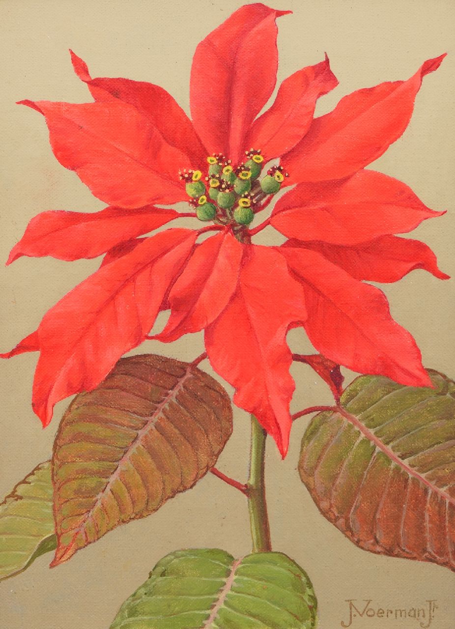 Voerman jr. J.  | Jan Voerman jr. | Gemälde zum Verkauf angeboten | Rote Weihnachtsstern, Öl auf Leinwand  auf Holzfaser 22,7 x 15,8 cm, Unterzeichnet u.r.