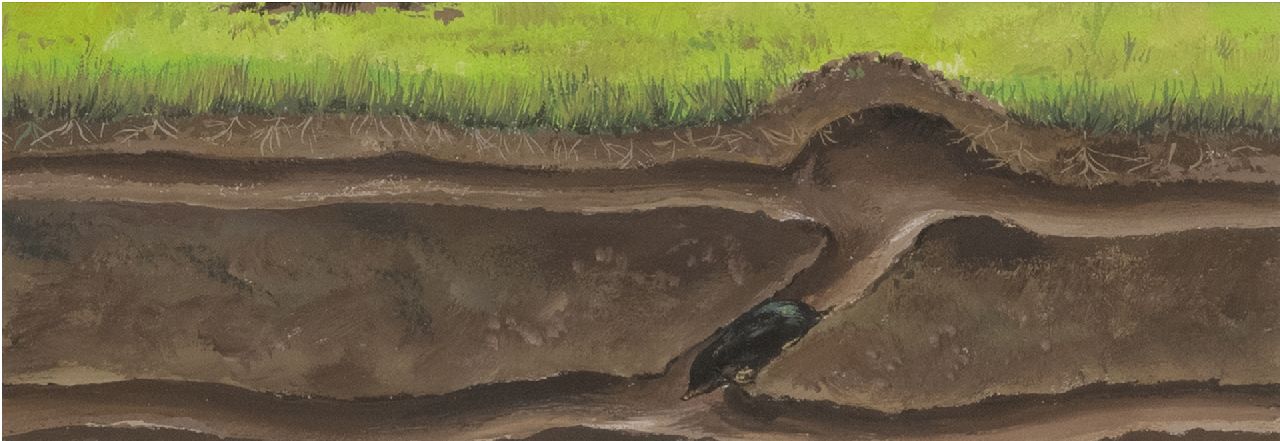 Poortvliet R.  | Rien Poortvliet | Aquarelle und Zeichnungen zum Verkauf angeboten | Maulwurfsgänge: der Bauarbeiter im Einsatz, Aquarell auf Papier 6,2 x 17,5 cm, verkocht