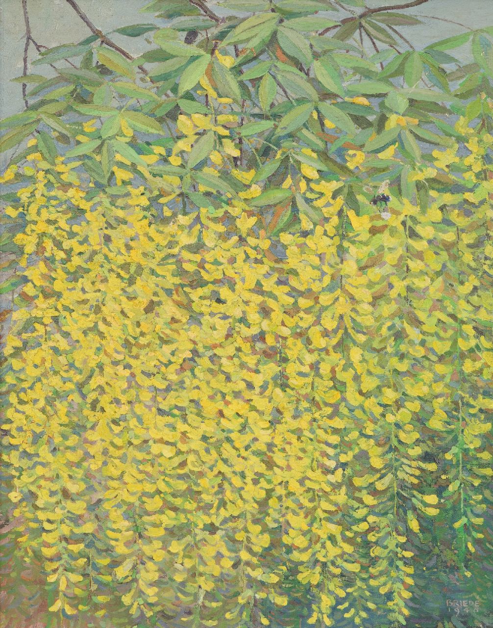 Briedé J. | Johan Briedé | Gemälde zum Verkauf angeboten | lühender Goldregen, Öl auf Leinwand 48,6 x 38,6 cm, Unterzeichnet u.r. und datiert 1948 Briedé J. | Johan Briedé | Gemälde zum Verkauf angeboten | lühender Goldregen, Öl auf Leinwand 48,6 x 38,6 cm, Unterzeichnet u.r. und datiert 1948