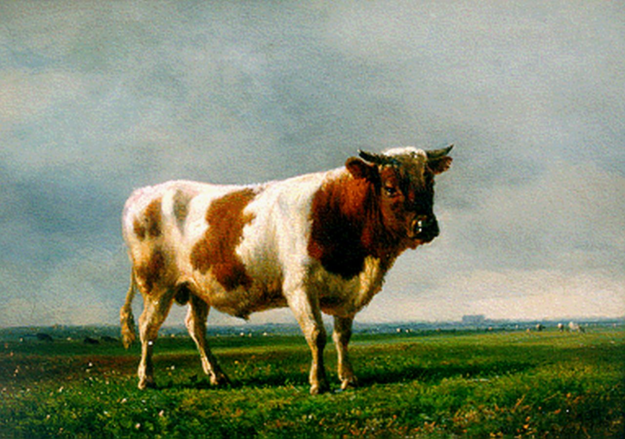 Tom J.B.  | Jan Bedijs Tom, A red-and-white bull, Öl auf Holz 22,0 x 30,3 cm, signed l.r. and on the reverse