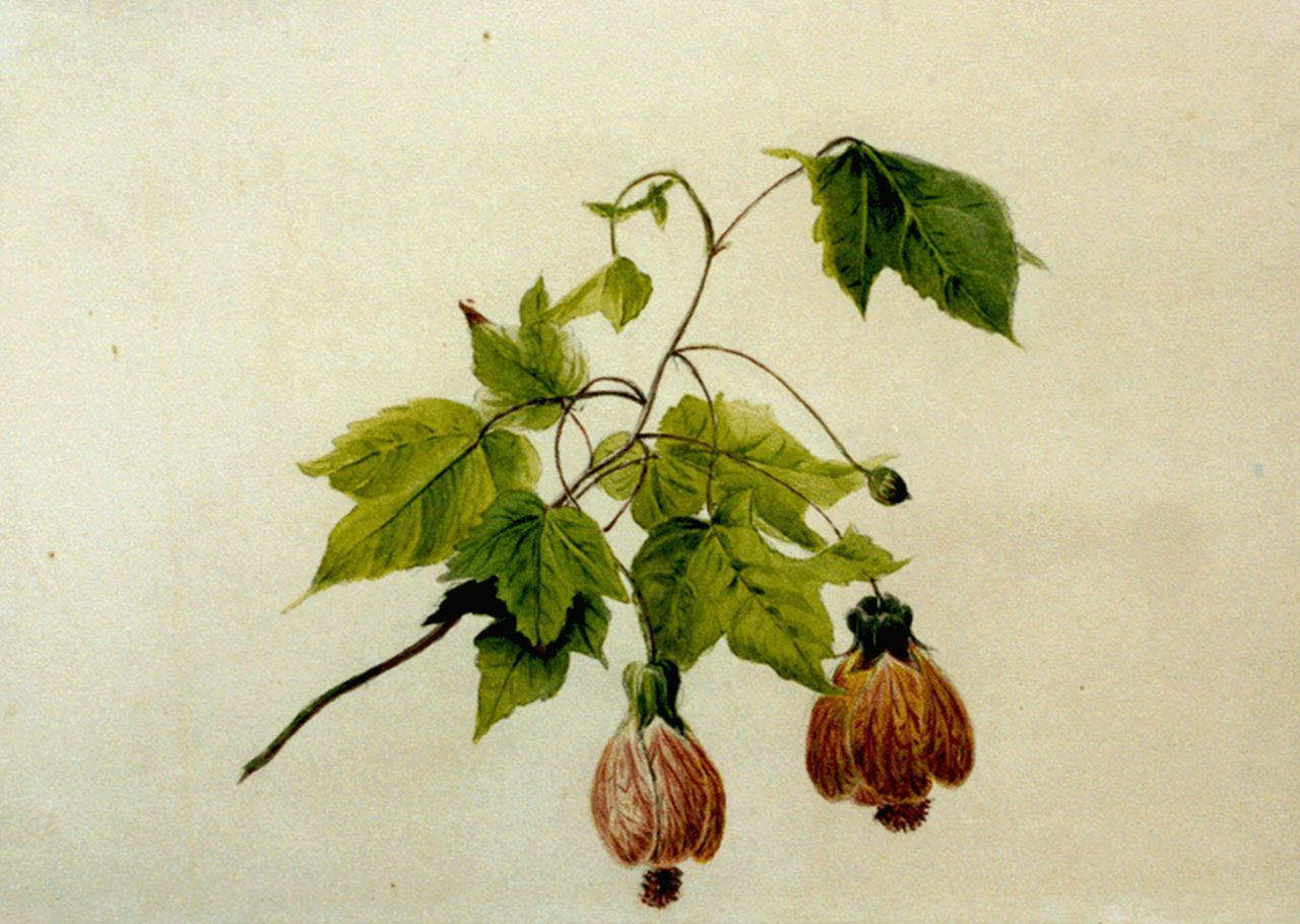 Sande Bakhuyzen G.J. van de | 'Gerardine' Jacoba van de Sande Bakhuyzen, Chinese balloon flower, Bleistift und Aquarell auf Papier 19,0 x 26,1 cm, signed on the reverse with initials