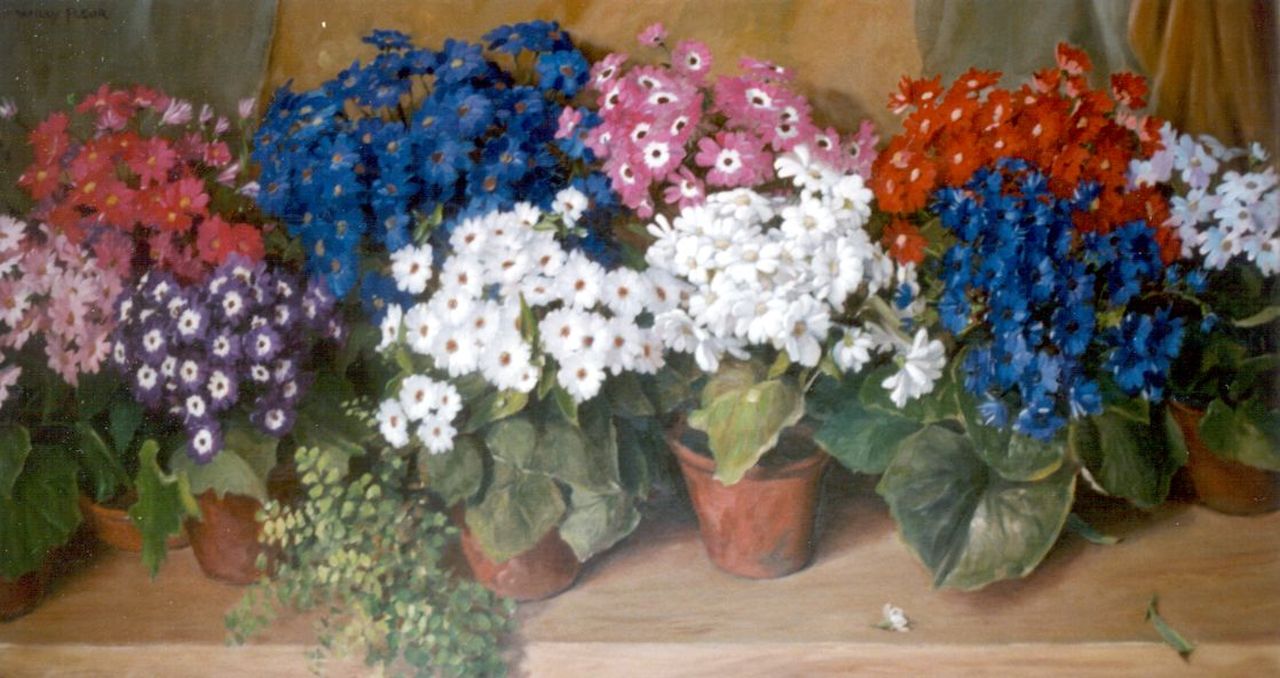 Fleur J.W.  | Johan Willem 'Willy' Fleur, Cinerarias, Öl auf Leinwand 65,3 x 119,9 cm, signed u.l.