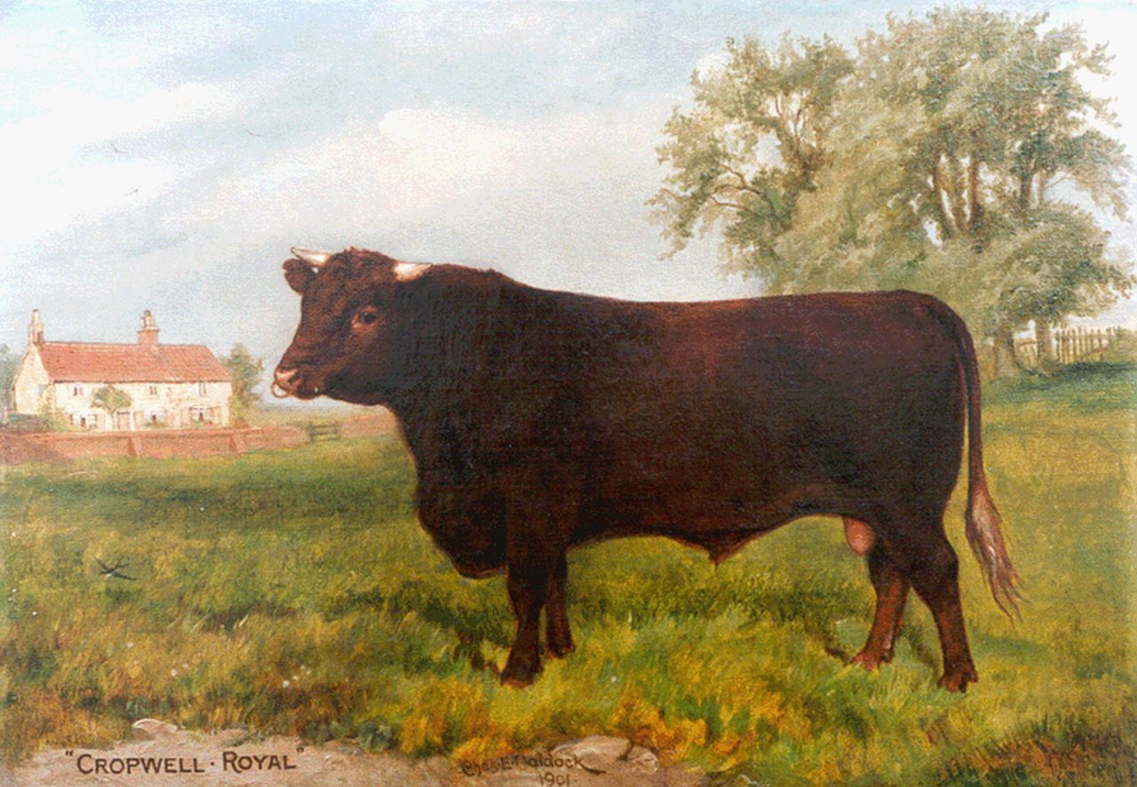 Baldock C.E.M.  | Charles Edwin M. Baldock, Cropwell Royal, portrait of a bull, Öl auf Leinwand 29,8 x 42,0 cm, signed c.l. und datiert 1902