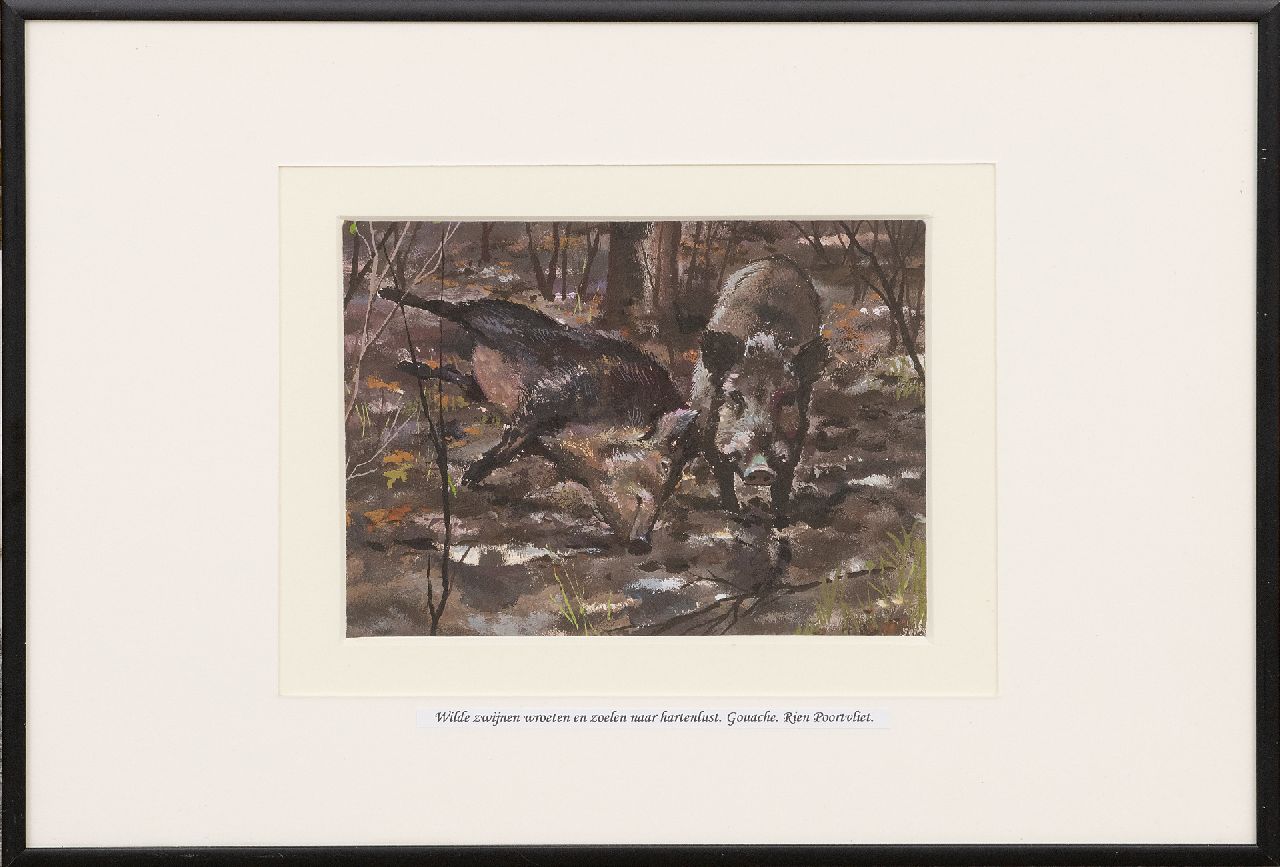 Poortvliet R.  | Rien Poortvliet | Aquarelle und Zeichnungen zum Verkauf angeboten | Two rooting wild boars, Hoge Veluwe, Gouache auf Papier 13,2 x 17,5 cm