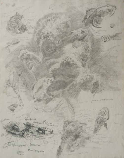 Gerrit Willem Dijsselhof | Study of red gurnards in an aquarium, Schwarze Kreide auf Papier, 53,0 x 42,3 cm