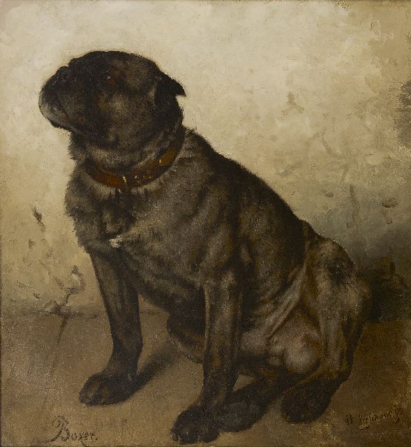 Verschuur jr. W.  | Boxer, Öl auf Leinwand 53,4 x 49,2 cm, Unterzeichnet u.r.