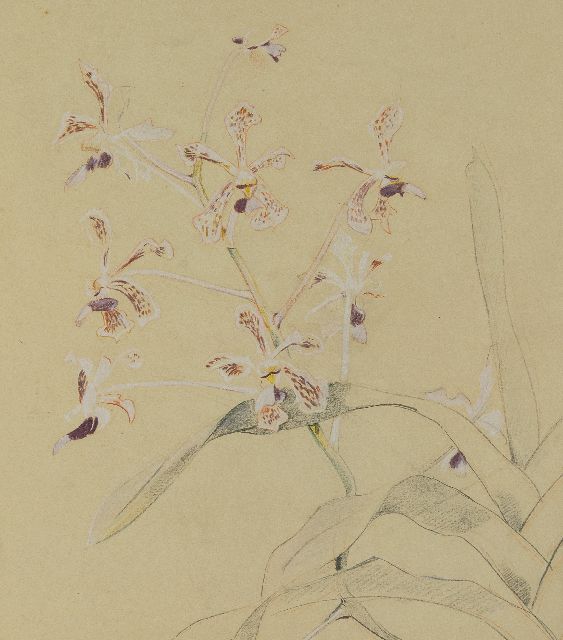 Bruigom M.C.  | Orchideenzweig, Bleistift, Kreide und Aquarell auf Papier 45,9 x 32,4 cm, Unterzeichnet r.u.