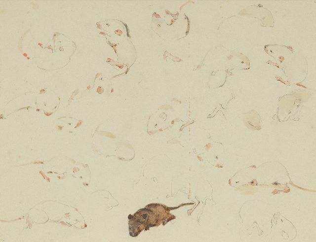Bruigom M.C.  | Mäusestudie, 10 Tage alt, Bleistift und Aquarell auf Papier 19,9 x 24,1 cm, Unterzeichnet r.u.