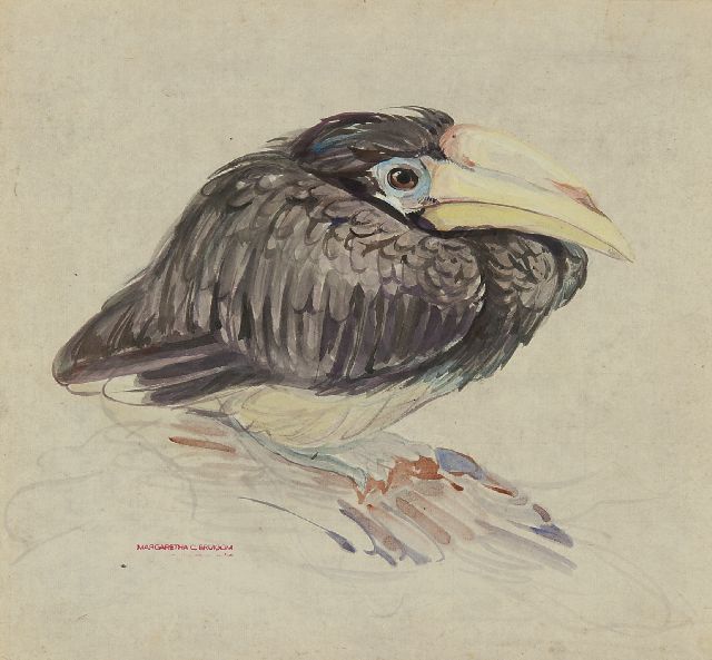 Greta Bruigom | Ein junger Nashornvogel, Aquarell auf Papier, 32,4 x 35,5 cm, Unterzeichnet l.u. mit Namenstempel