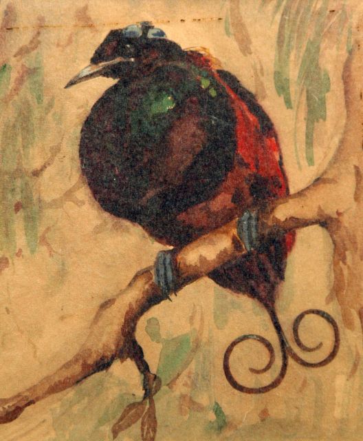 Greta Bruigom | Paradisvögelchen, Aquarell auf Papier, 17,5 x 14,8 cm