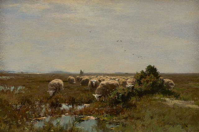 Steelink jr. W.  | Grasende Schafe auf der Heide, Öl auf Leinwand 33,1 x 48,0 cm, Unterzeichnet r.u.