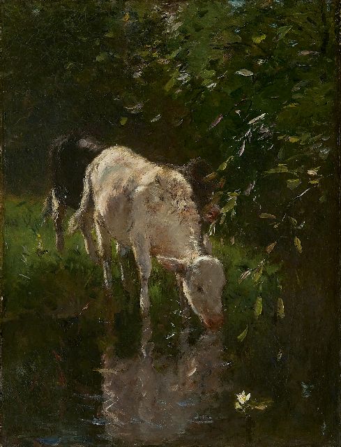 Willem Maris | A white calf, drinking, Öl auf Leinwand, 52,2 x 40,4 cm, signed l.l.
