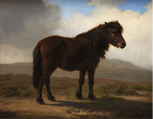 Eugène Verboeckhoven | Shetlandpony, Öl auf Leinwand, 43,2 x 54,3 cm, Unterzeichnet u.R. und datiert 1870