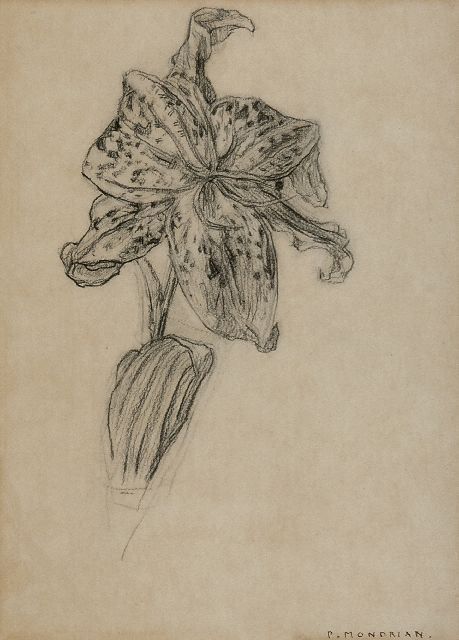 Piet Mondriaan | Lilie, Holzkohle  auf Papier, 25,9 x 19,0 cm, Unterzeichnet u.r. 'P. Mondrian' und zu datieren 1912 oder nach 1921