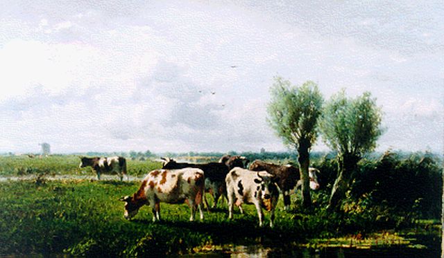 Cornelis Westerbeek | A polder landscape with cows grazing, Öl auf Leinwand, 56,8 x 96,8 cm, signed l.l. und dated '96