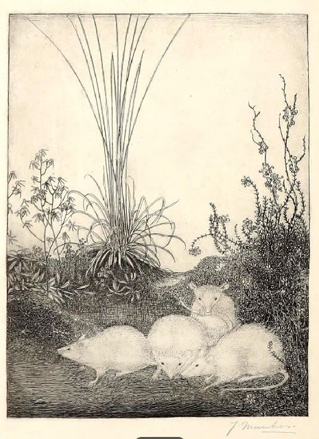 Jan Mankes | Vier Mäuse, Radierung, 23,6 x 15,8 cm, Unterzeichnet u.r. und zu datieren 1916