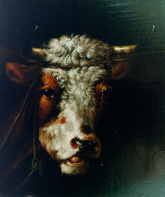 Albertus Verhoesen | A bull's head, Öl auf Holz, 16,7 x 14,1 cm