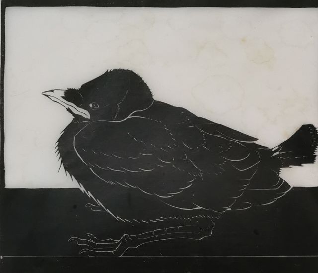 Wittenberg J.H.W.  | Junge Dohle, Holzstich auf japanischem Papier 14,3 x 16,5 cm, Unterzeichnet u.r. (in Bleistift)