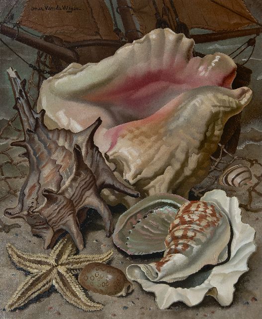 Weyer O. van de | Stillleben mit exotischen Muscheln, Öl auf Leinwand 60,2 x 50,3 cm, Unterzeichnet o.l.