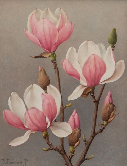 Jan Voerman jr. | Blühender Magnolienzweig, Öl auf Holzfaser, 29,9 x 24,0 cm, Unterzeichnet u.l.