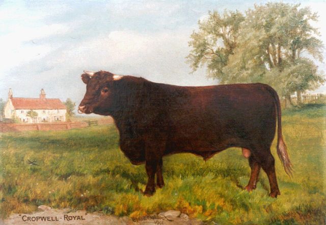 Charles Edwin M. Baldock | Cropwell Royal, portrait of a bull, Öl auf Leinwand, 29,8 x 42,0 cm, signed c.l. und datiert 1902