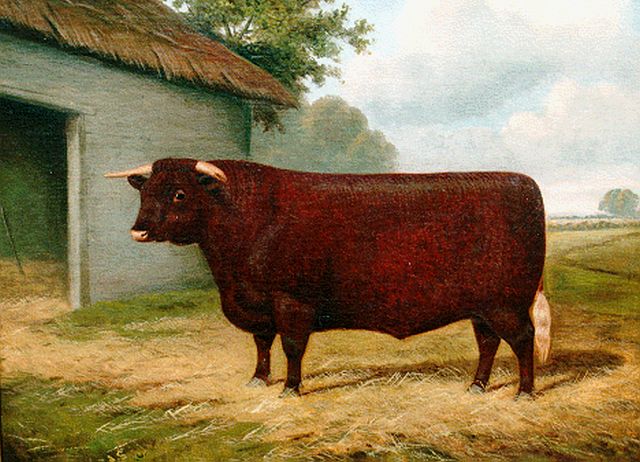 William Albert Clark | British breeding bull, Öl auf Leinwand, 43,2 x 53,2 cm, signed l.l. und dated 1911