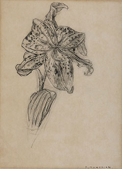 Mondriaan P.C. - Lilie, Holzkohle auf Papier 25.9 x 19 cm, signiert u.r. 'P. Mondrian'und zu datieren um 1912